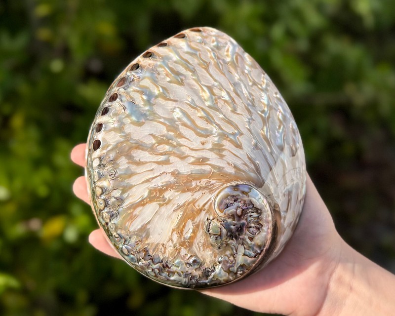 Polished Light Abalone Shells - Natural LARGE Iridescent Shells - Choose Size gallery