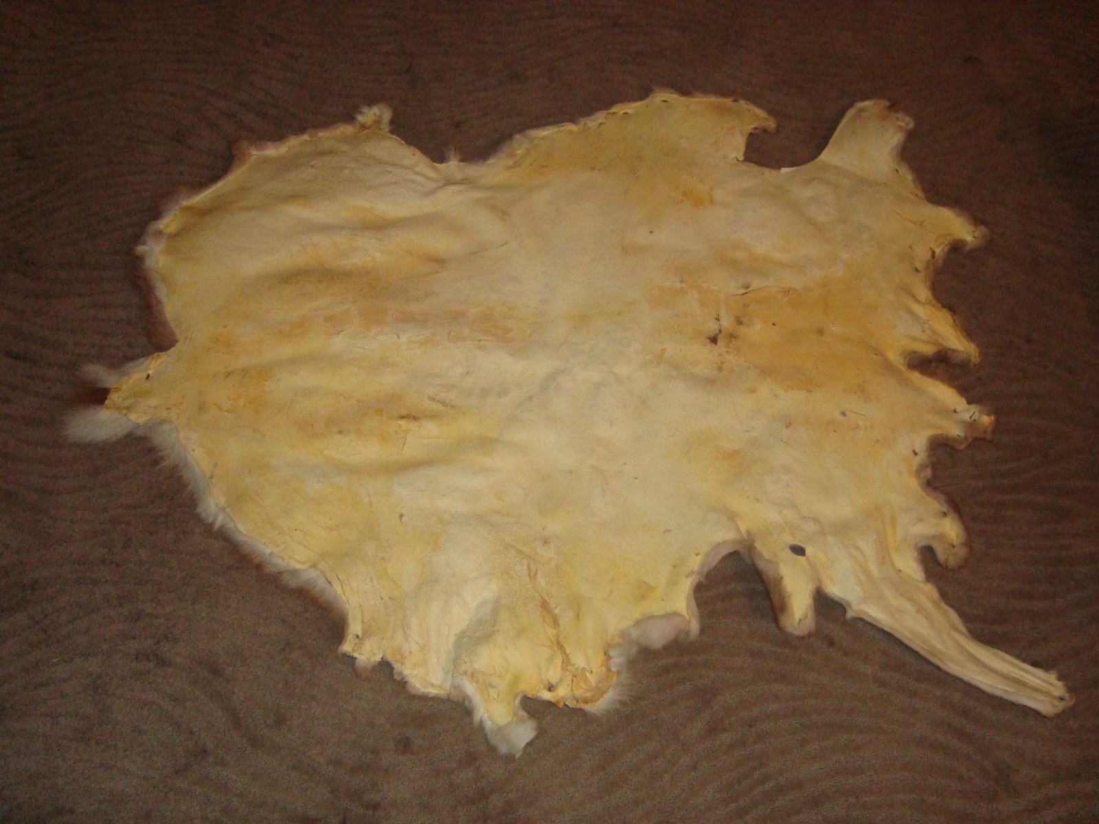Medium size. White Tail Deer Hide Rug Deer Skin Deer Decor Animals Mat gallery