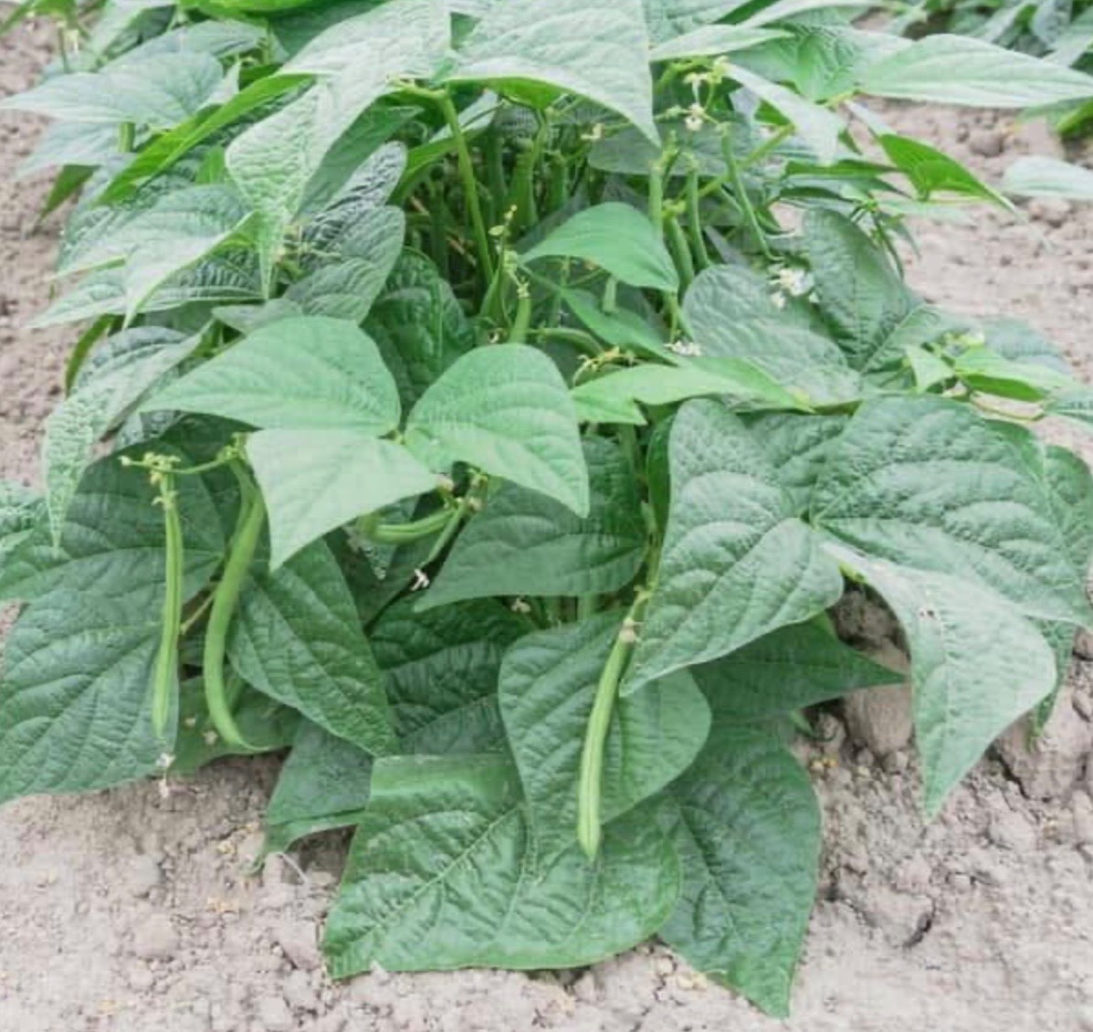 Contender Stringless Bush Green Bean - Fresh Seeds 2026, Early Heirloom 🇺🇸 USA gallery