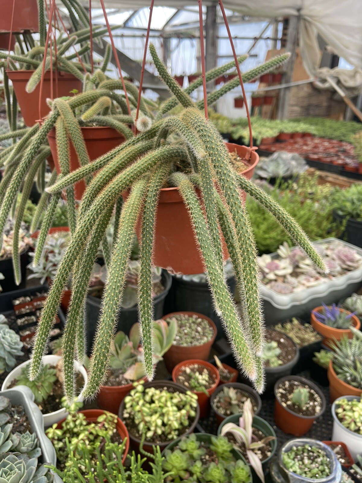 RAT TAIL CACTUS 6-INCH POT HANGING gallery