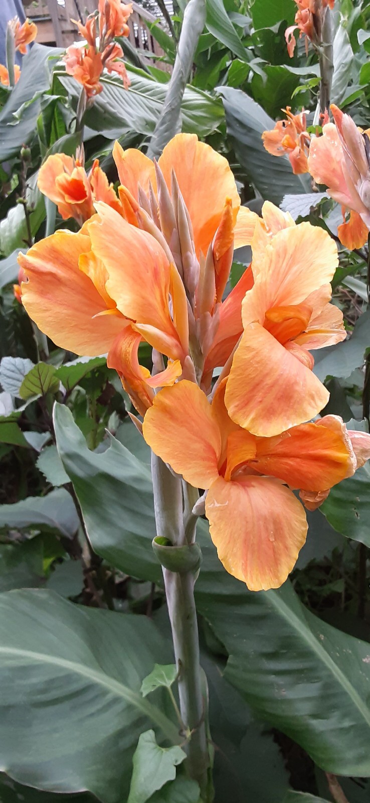 Sunrise Canna Lilly Bulbs (2 Count) gallery