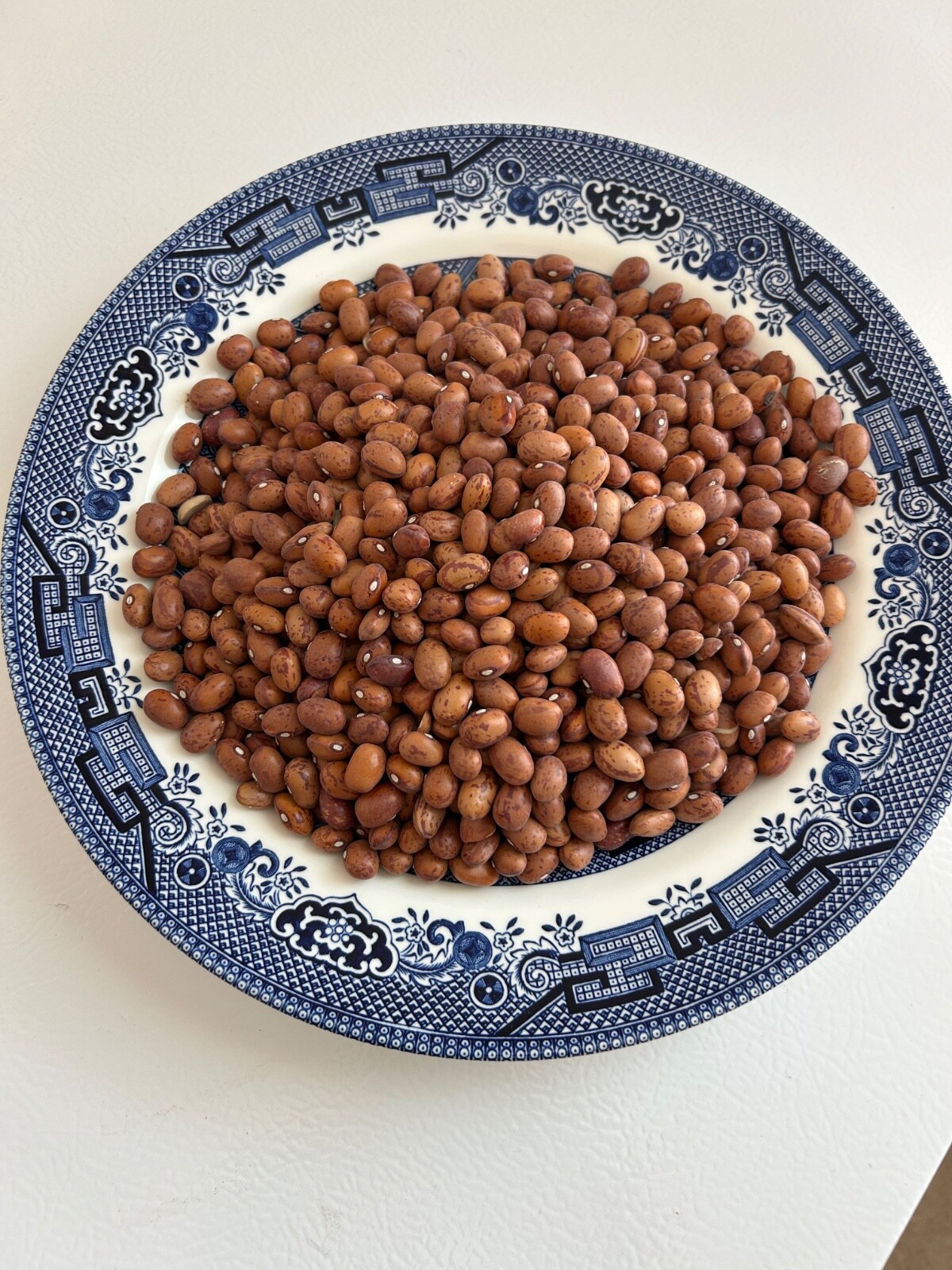 20+ French Horticulture Shell Bean Seeds, Haricot Tarbais, NON-GMO HEIRLOOM gallery