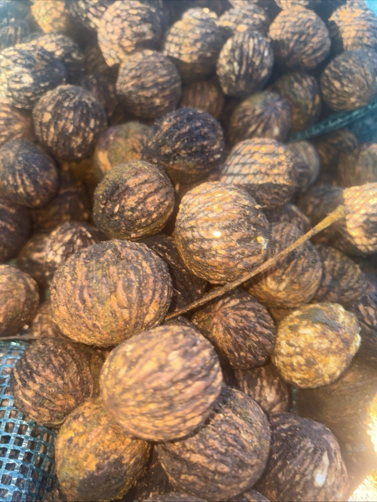 Premium Black Walnuts In-Shell (15 Pounds) Float Tested. Organic 2025 E. Tenn gallery