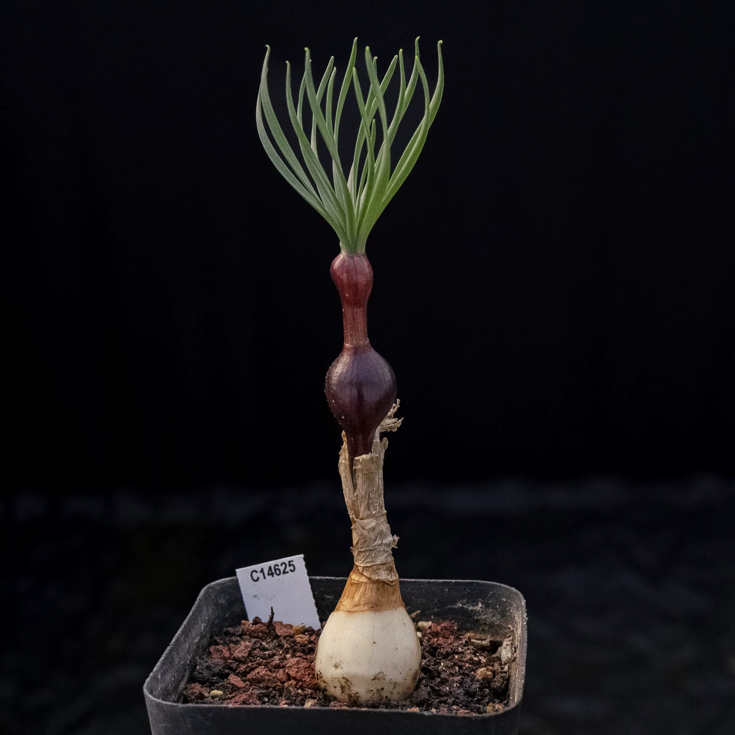 Two Years Seedgrowth Cactis Live Gethyllis Namaquensis Caudex Cactis Garden Rare gallery