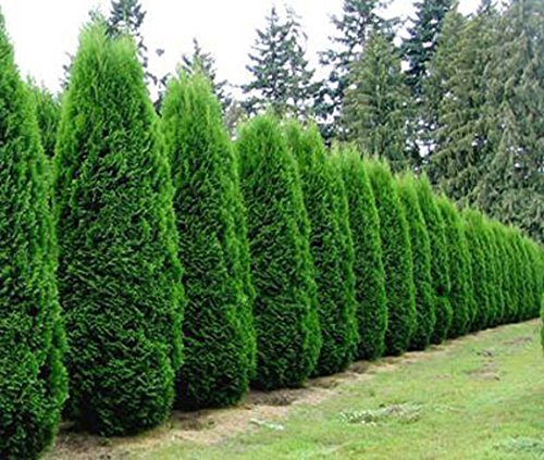 Emerald Green Arborvitae Tree ( Thuja ) - Live Plant - ( 2.5 QT ) gallery