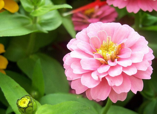 25+ Light Pink Marigold Seeds for Garden Planting - USA - FREE SHIPPING! gallery