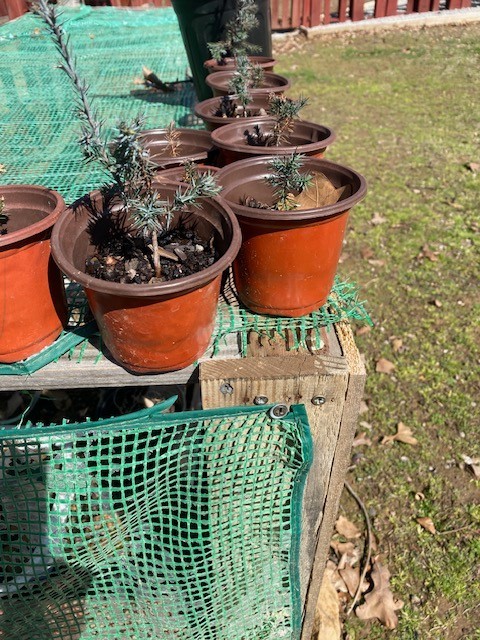 Eastern Cedar Trees, Resistant to extreme drought,heat & cold, multiple soils gallery