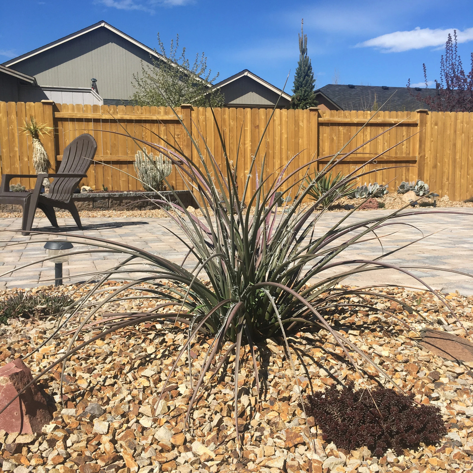 Hesperaloe parviflora ‘Yellow’ (False Yellow Yucca) COLD HARDY zone 5! gallery