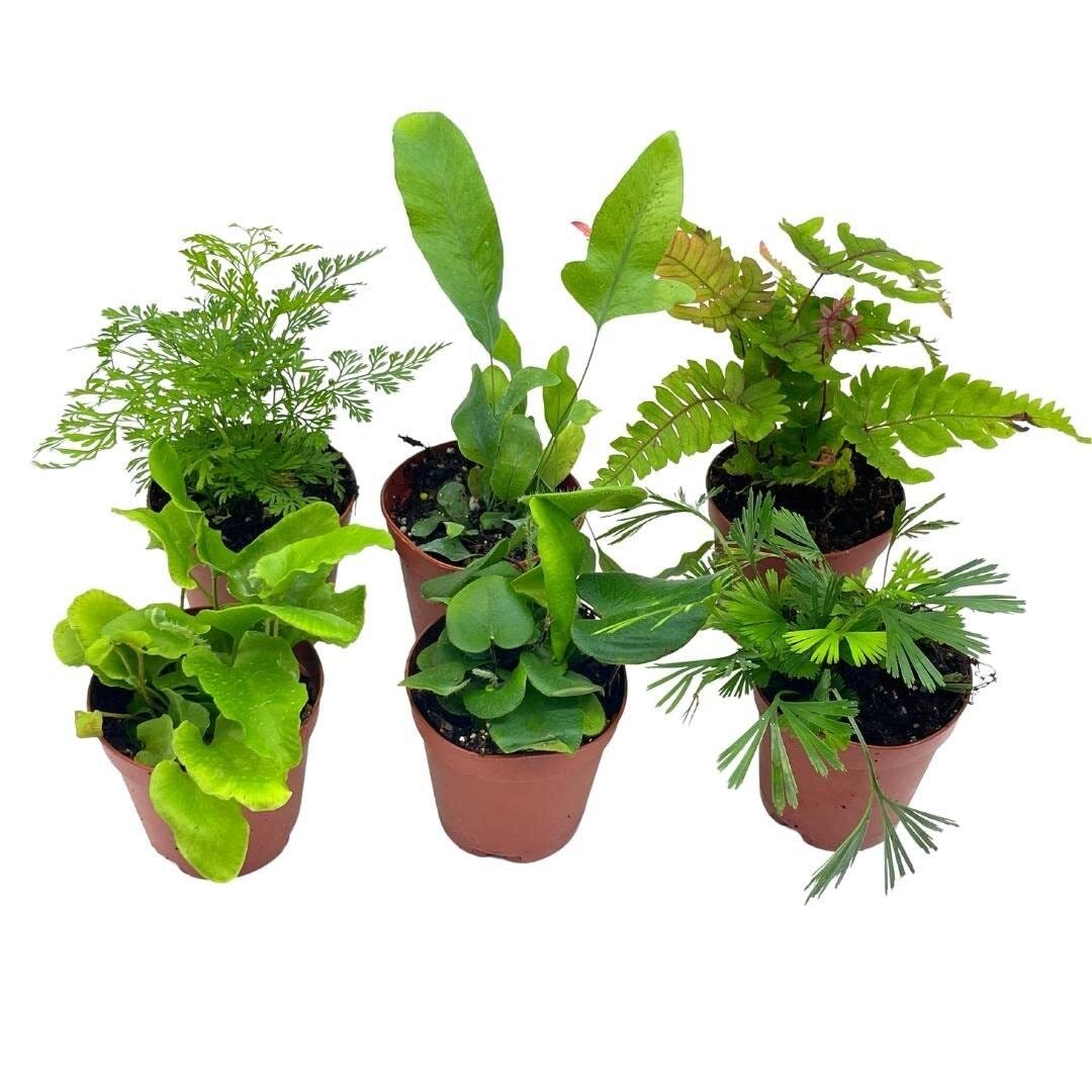 Fern Variety Assortment, 6 Different Fern Plants, in 2 inch pots, Super Cute, Be gallery