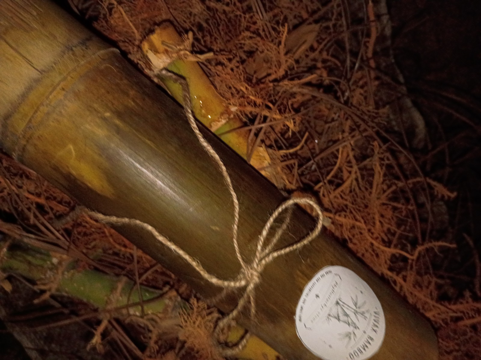 10 Pack – Giant Timber Bamboo LIVE Rhizomes (Phyllostachys Vivax) gallery