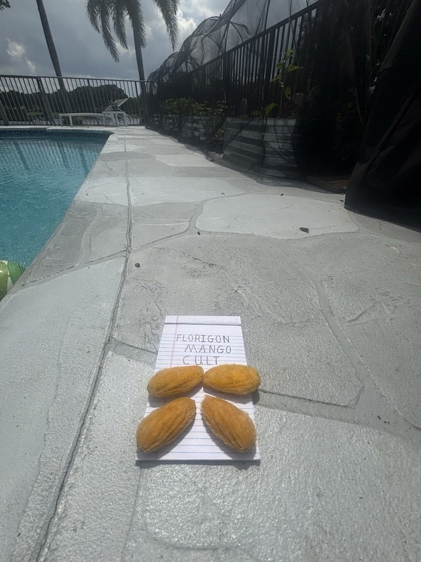 $100 $200+ Grafted Mango Tree FORGETABOUTIT Polyembryonic Clone 2 Yrs To Fruit gallery