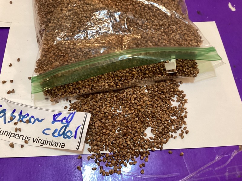 Eastern Red Cedar Tree Seeds gallery