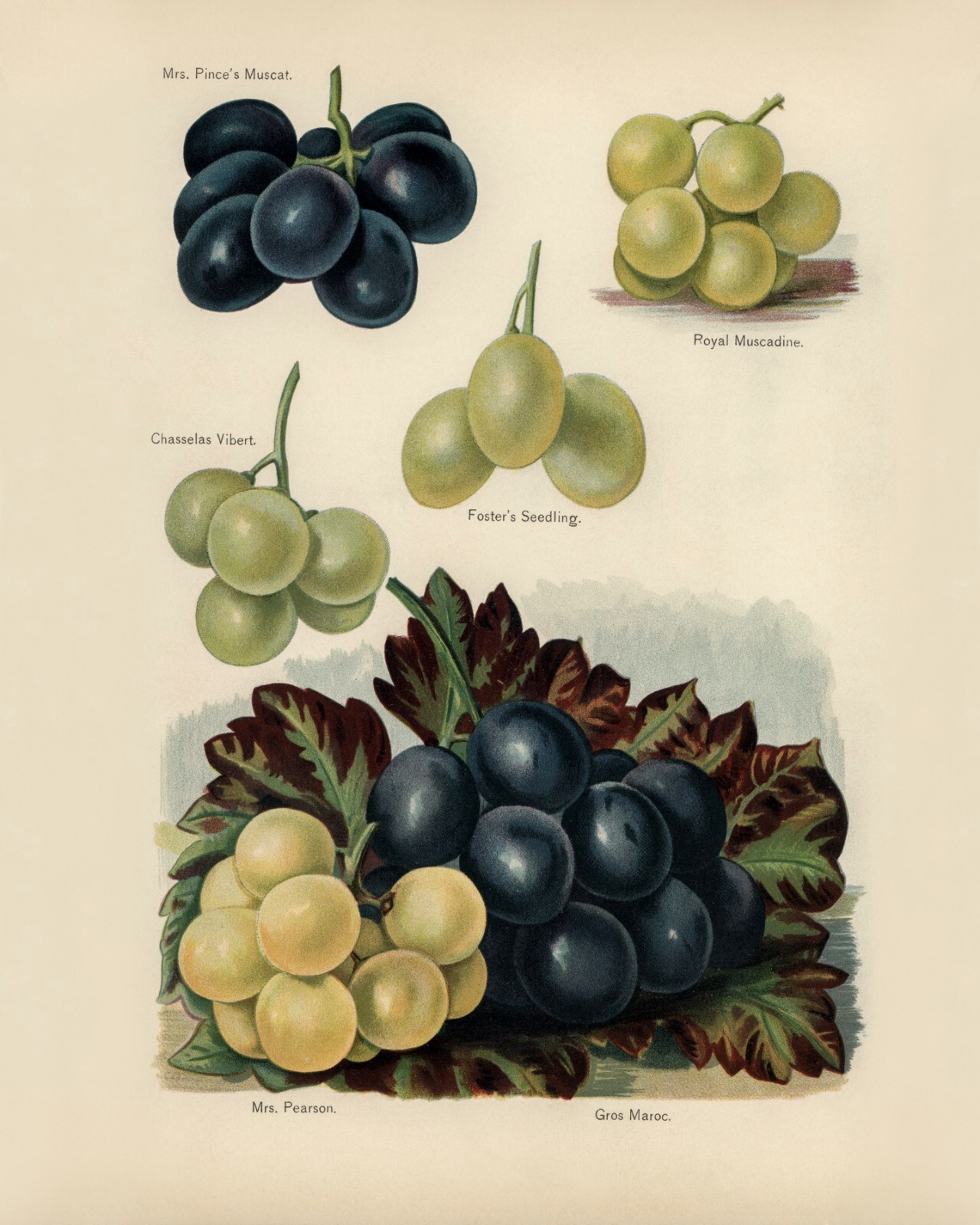 12822.Poster print.Room Wall design.Vintage garden fruit.Grapes.Kitchen decor gallery