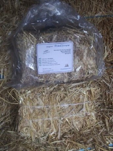1 Certified ORGANIC Mini Barley Straw Bale - Treats 2000-3000 gallons - 16 oz gallery