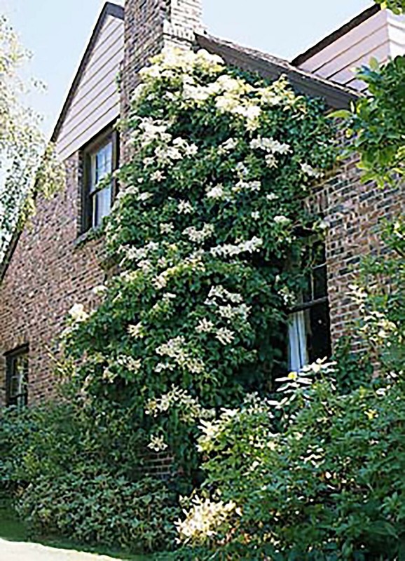 Climbing Hydrangea, Hydrangea anomala petiolaris, Vine Seeds, (Showy, Fragrant) gallery