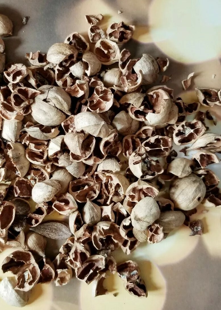 HICKORY NUT HULLS/shells FOR BBQ~smoking grilling - 8 pounds - REDUCED gallery