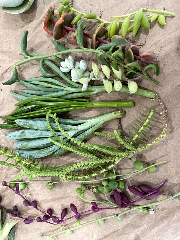 35 Random Succulent Starter Floret Clippings Free gift w/order gallery