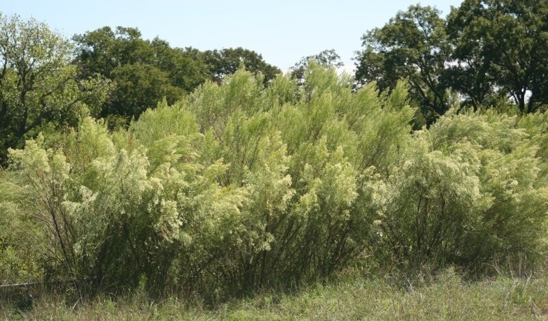 false-willow, Roosevelt weed (Baccharis neglecta)—~1,000 seeds ($3.00) gallery