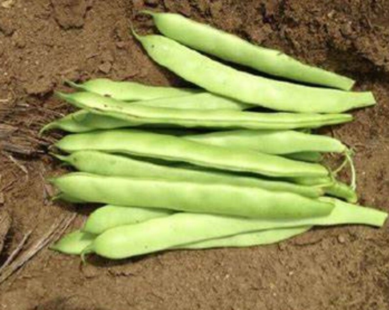 1/2 Pound Navajo Bean Seed (Approximately 400 seed) gallery
