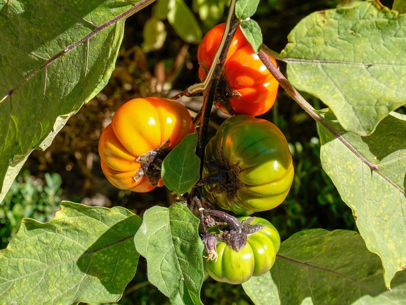 25 RUFFLED RED EGGPLANT Pumpkin On A Stick Edible & Ornamental Solanum Melongena gallery