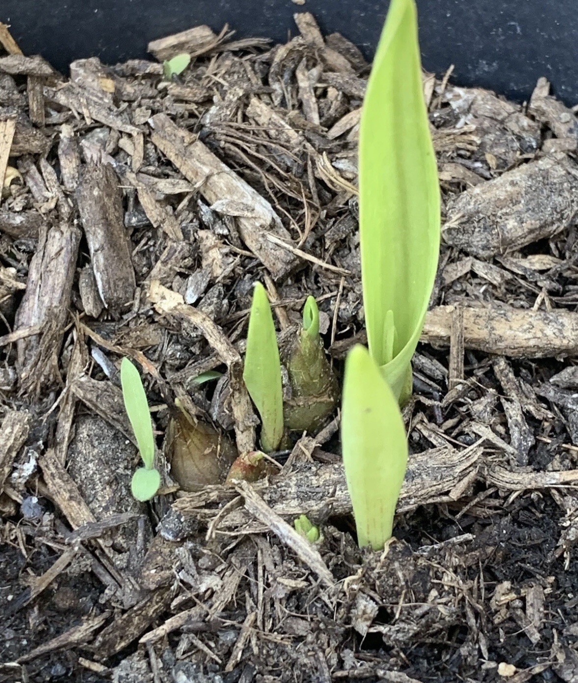 Tuberose Fragrance Double Pearl. 2 Clump, Bulbs 2+ Sz S / M / L Ready To Plant. gallery