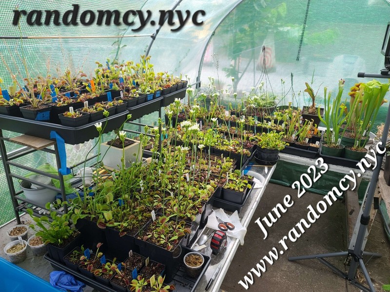 Carnivorous Plant Soil for Venus Flytrap，Sundew，Sarracenia【Guranteed Fresh Mix】 gallery