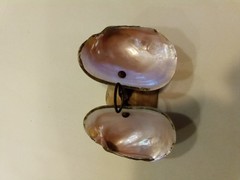 Abalone Shell Soap Dish