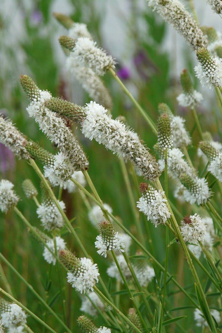 White Prairie Clover Seeds 250+ NATIVE WILDFLOWER USA FREE SHIPPING PERENNIAL gallery