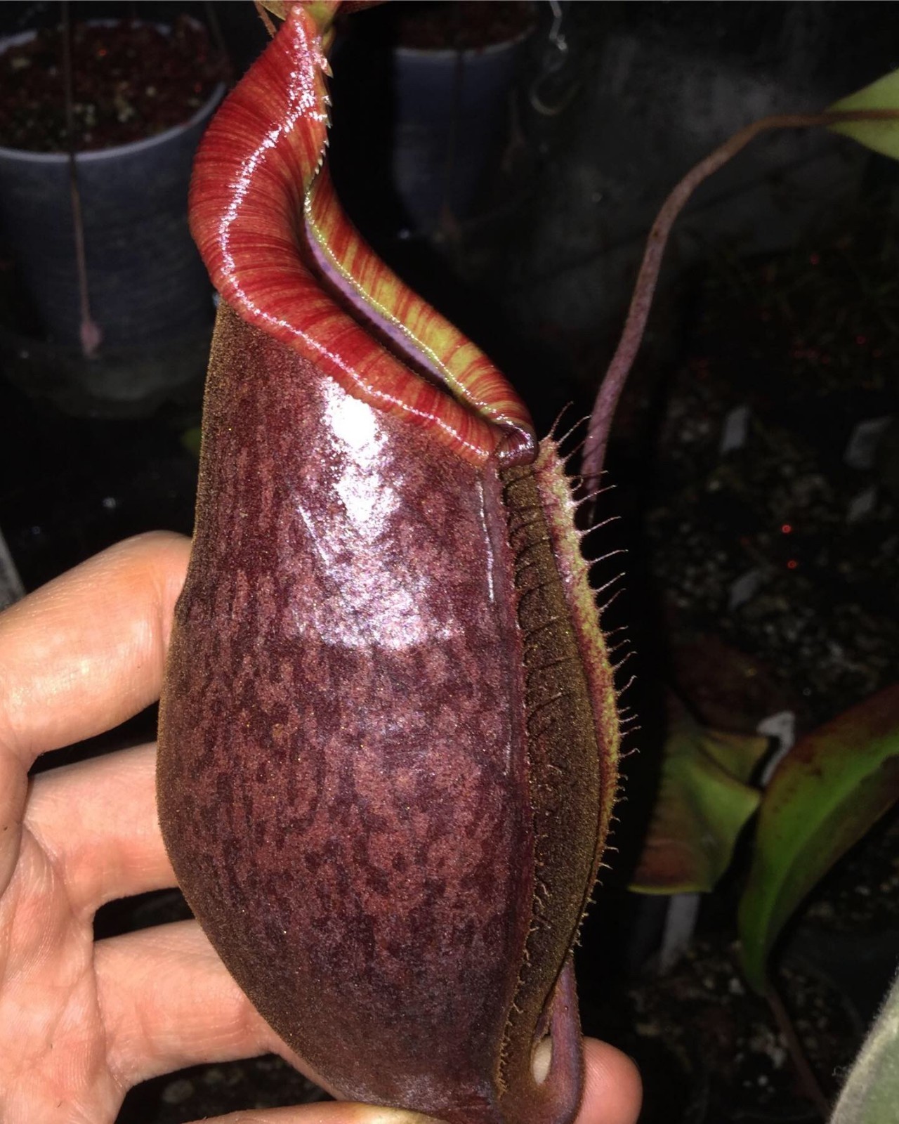 Nepenthes Rokko "Exotica" x (spectabilis x mira) Rooted Cutting, Pitcher Plant gallery