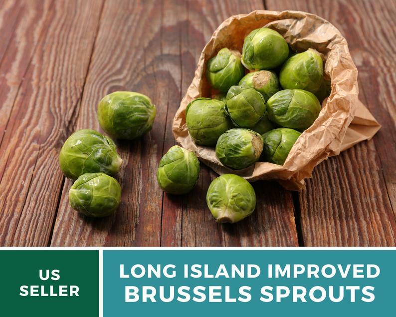 Brussels Sprouts, Long Island Improved - 150 Seeds - Heirloom - GMO Free gallery