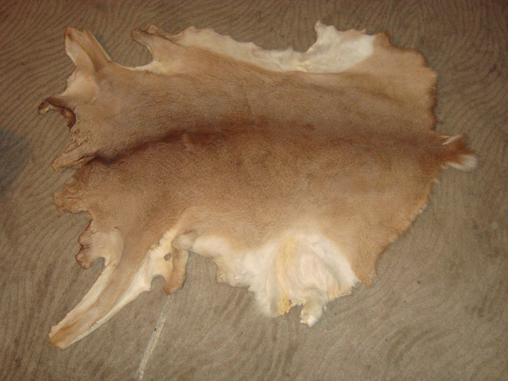 Medium size. White Tail Deer Hide Rug Deer Skin Deer Decor Animals Mat
