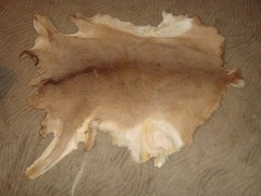 Medium size. White Tail Deer Hide Rug Deer Skin Deer Decor Animals Mat