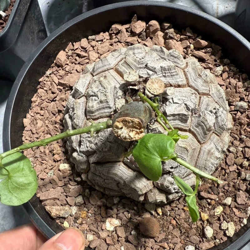 Succulent Cactus Plant Dioscorea Elephantipes Dioscoreaceae Garden Beautiful 7CM gallery