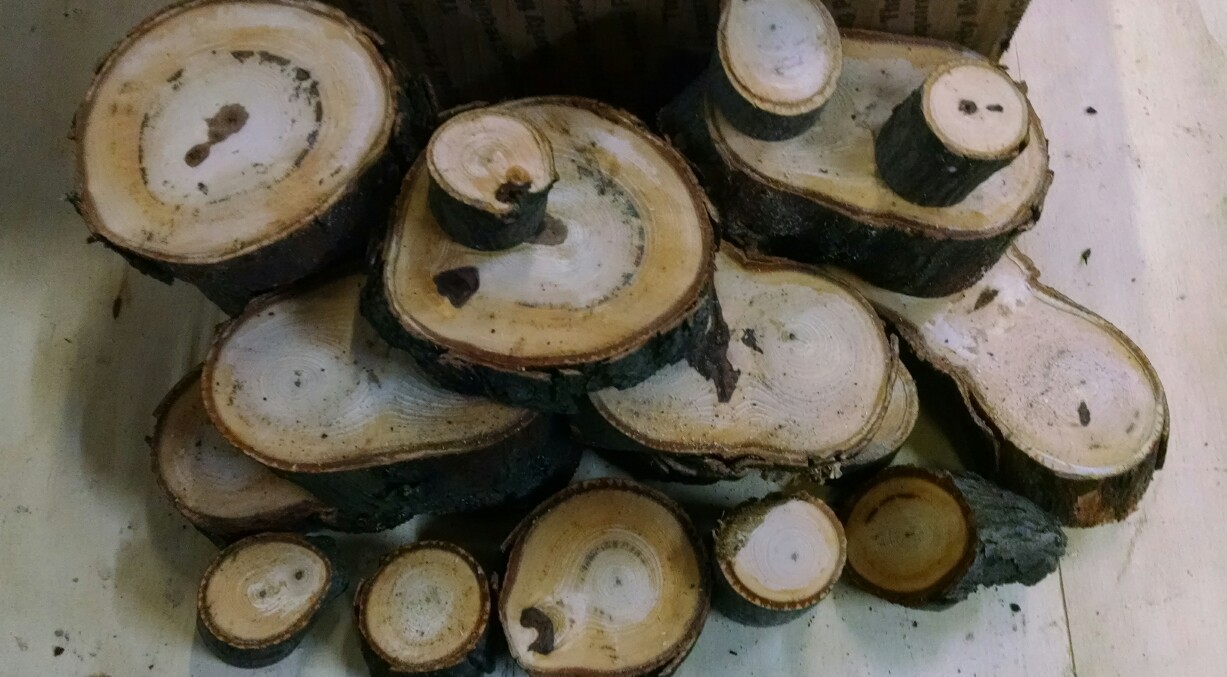 Hickory Wood Chunks/Slices for BBQ/Grilling/Wood Smoking!!! gallery