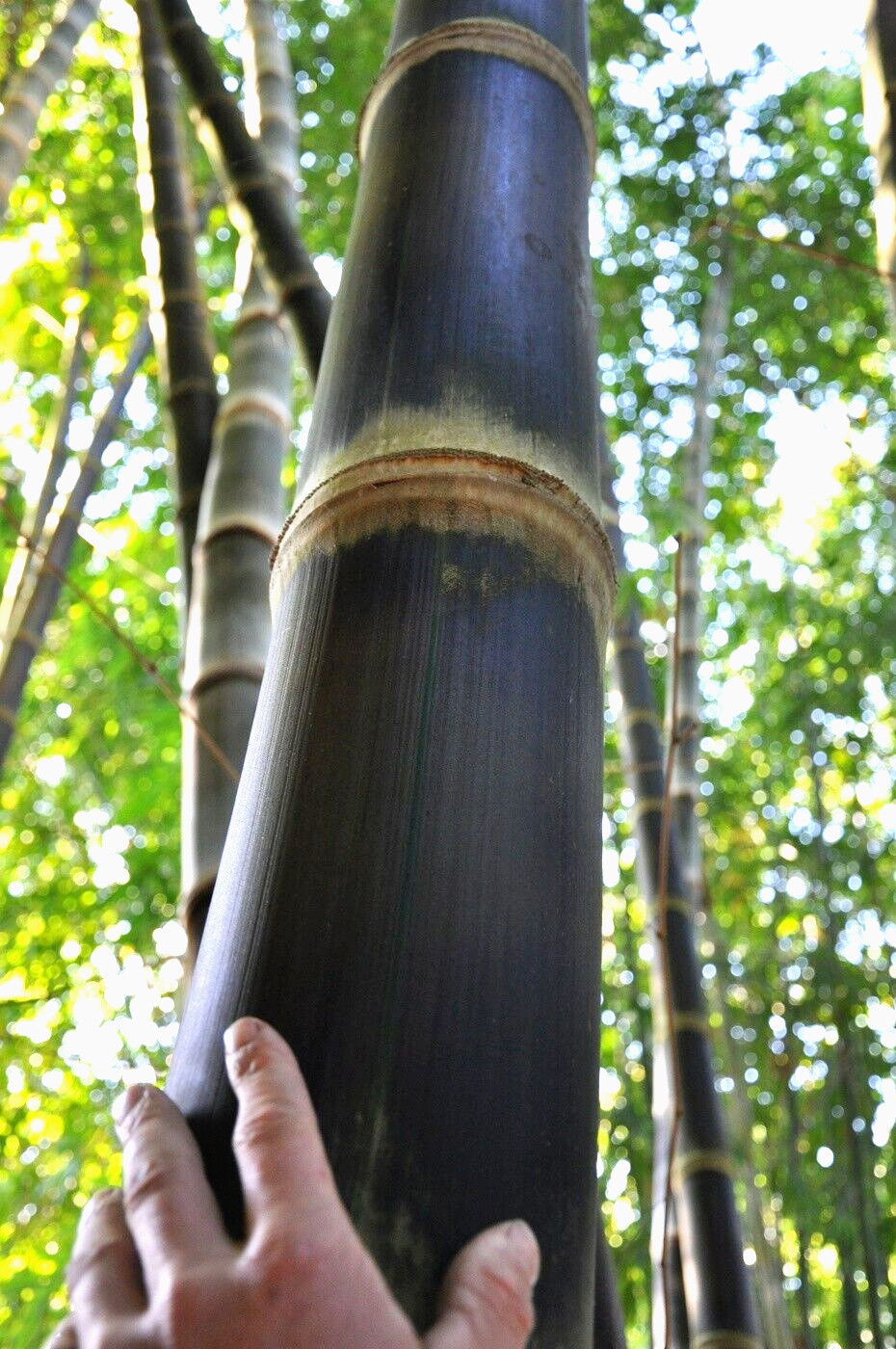 10 ROUGH BAMBOO SEEDS - Dendrocalamus asper gallery