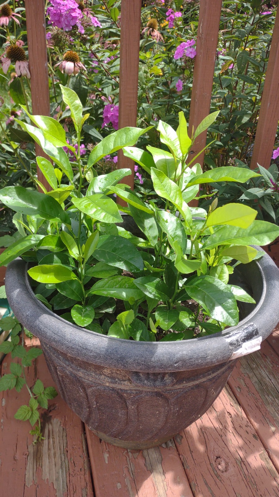 One tree plant meyer lemon NON GMO ORGANIC 18'' 25" gallery