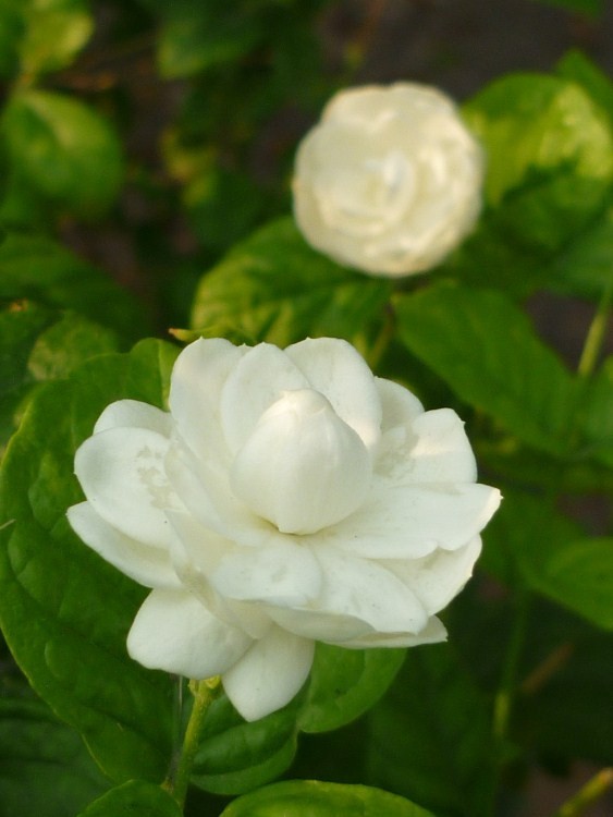 Malitodd Pikul jasmine sambac gallery