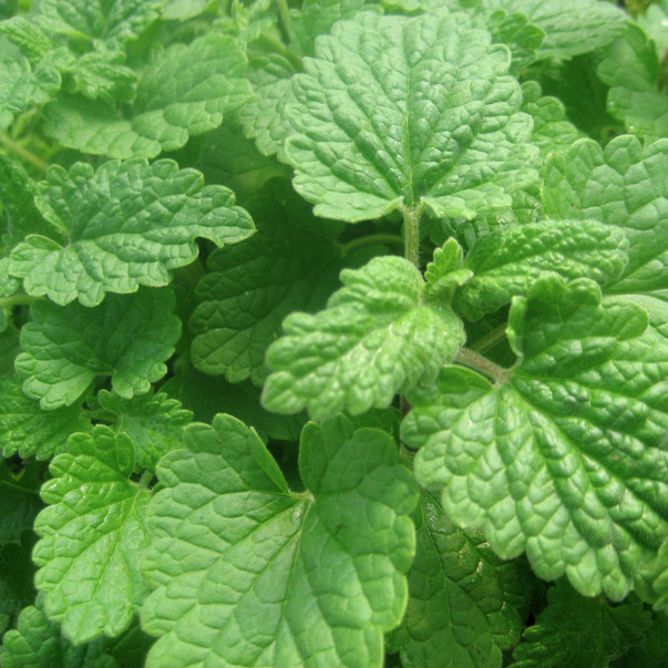 Lemon Catnip Seeds | Non-GMO | Herb Seeds | Seed Store | Free Shipping | 1165 gallery
