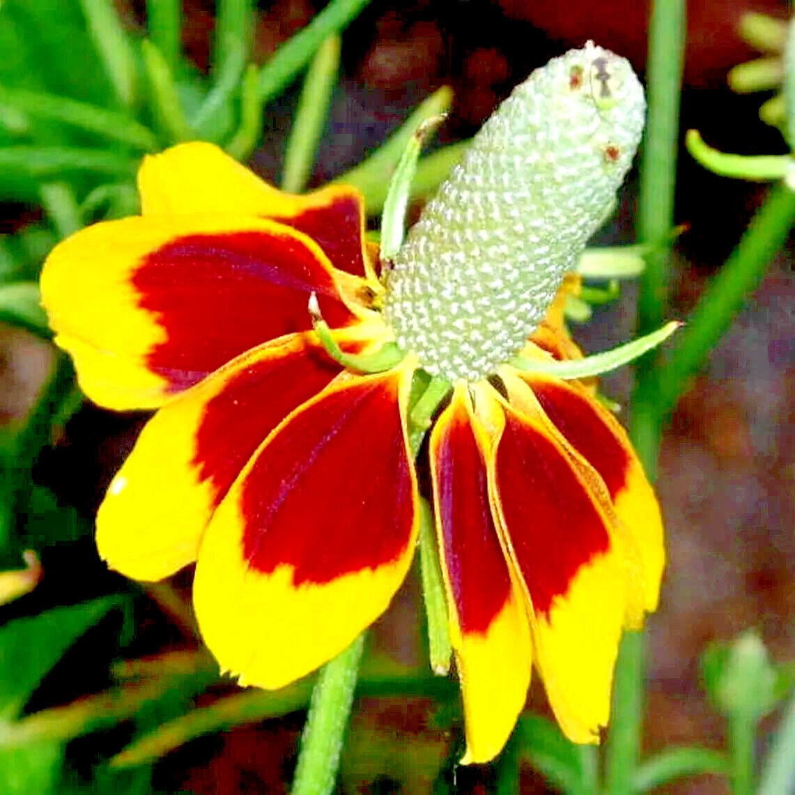 200+ MEXICAN HAT SEEDS SPRING PERENNIAL RARE DROUGHT TOLERANT DEER REPELLENT USA gallery