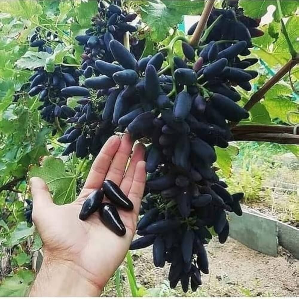 2000++ Table Grape Seedss (Vitis vinifera) var. Sweet Sapphire gallery