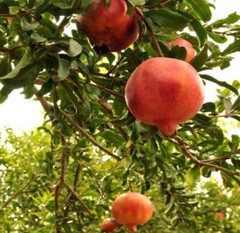 Pomegranate Tree – Fruit Trees Live Plant – Easy Plant – LOWEST PRICE !!
