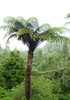 Cyathea medullaris | Black Tree Fern | 1000_Spores gallery