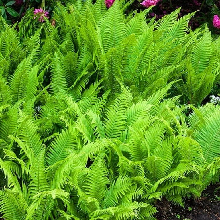 Hay Scented Fern clumps Bare-root (Dennstaedtia punctilobula) gallery
