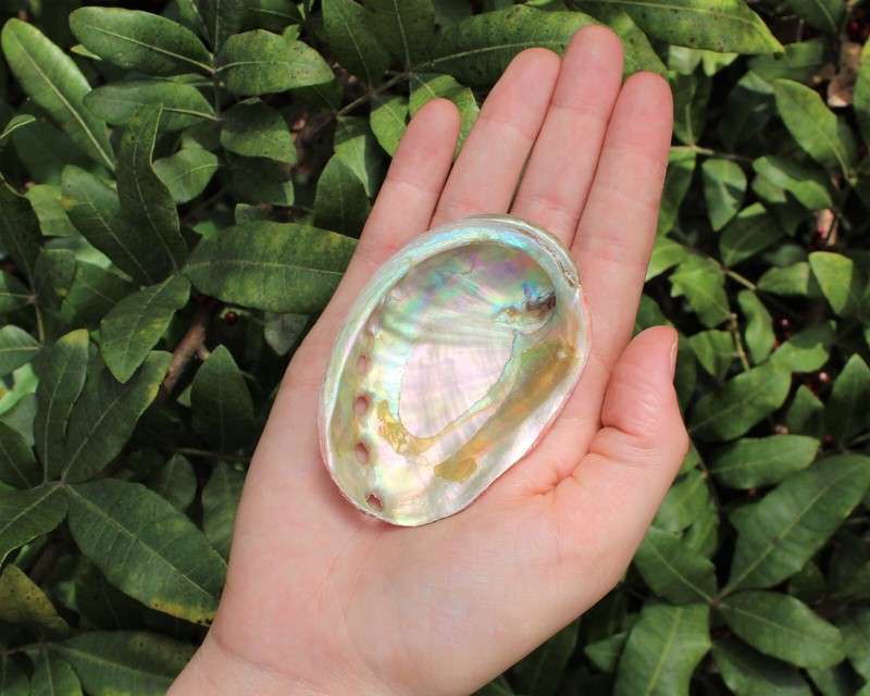 Abalone Shells: Pick A Size - Holds Smudge Sticks, Incense, Crystal Displays etc gallery