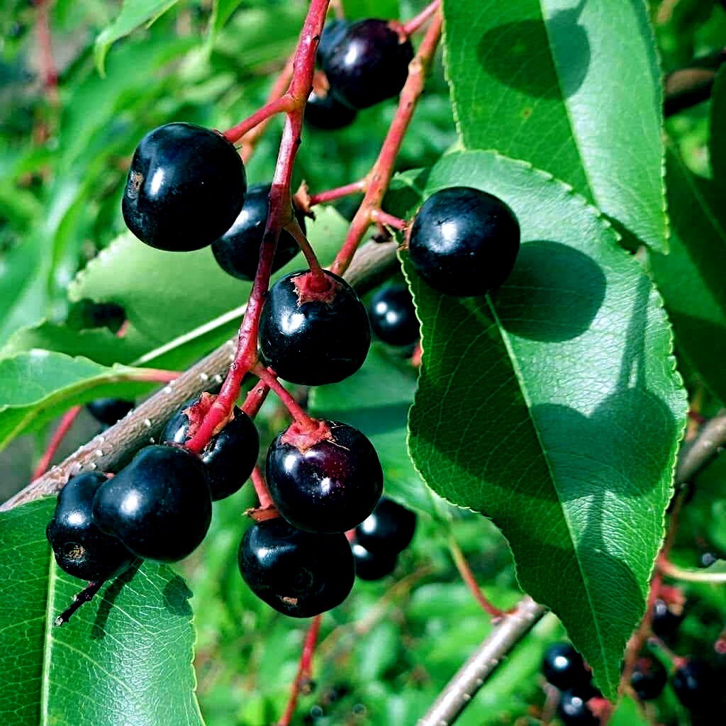 Black Cherry Tree Seeds (Prunus serotina) Hardy-3 Fast, Fall Color Flower Plant gallery