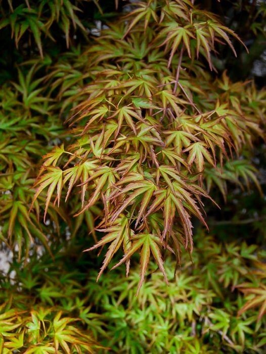 Kamagata Dwarf Japanese Maple Tree - Live Plant - ( 2.5 QT ) gallery