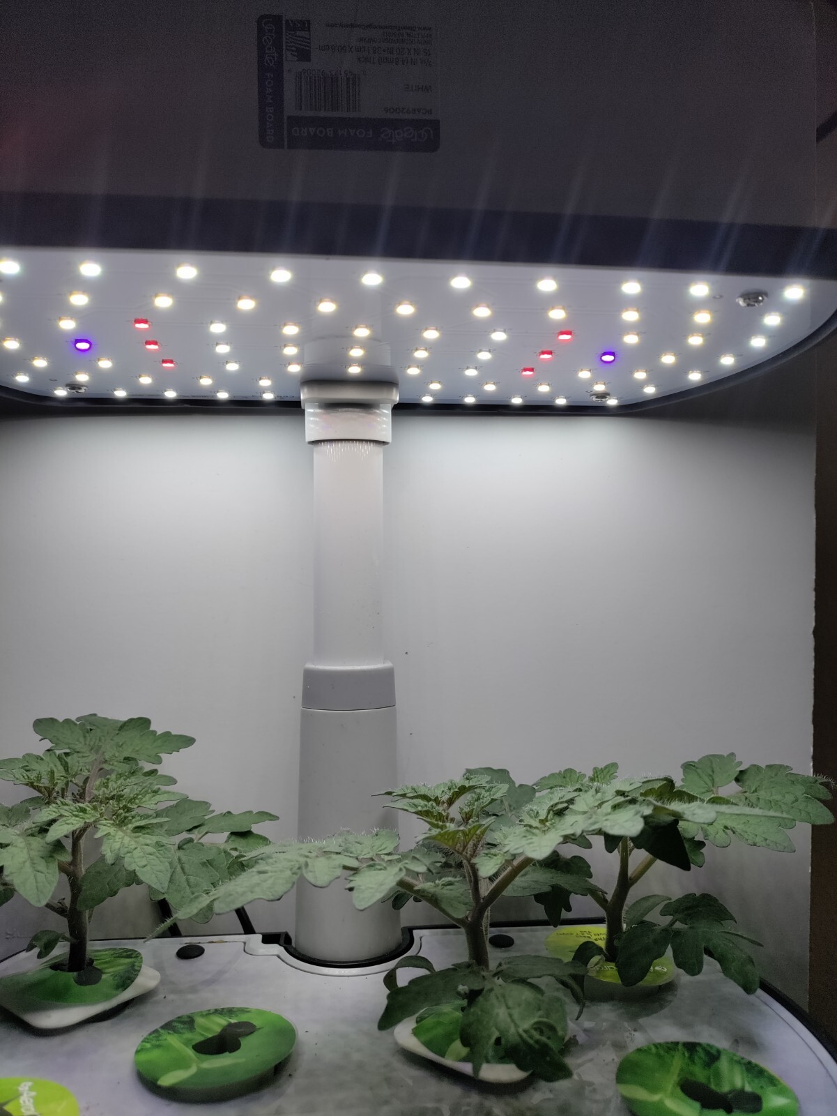 Heirloom Dwarf Tomatoes Blue Room-hydroponic, container, patio -Great Flavor gallery