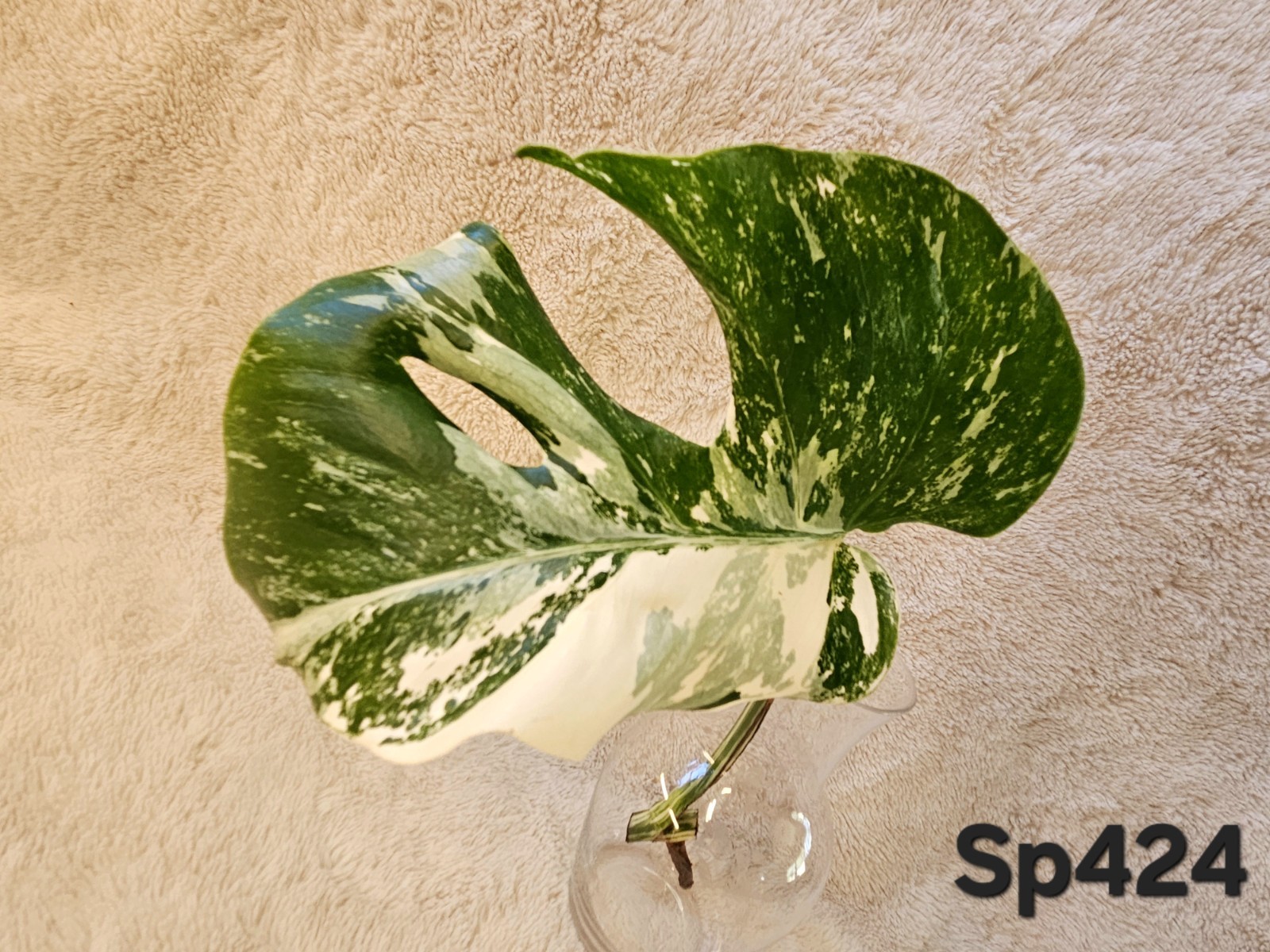 Highly Variegated Monstera Albo Splash Cutting gallery