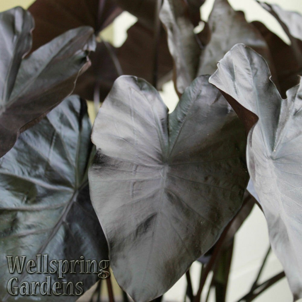 Black Coral Elephant Ear PPAF - Colocasia esculenta - Live Plant gallery