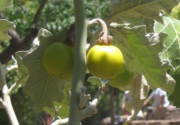 Solanum marginatum | Purple African & White Margined Nightshade | 50_Seeds gallery